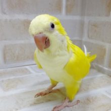 レアカラー　オキナインコ（ルチノー）2021年09月21日