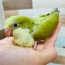 えけえけが可愛い♡オキナインコ(ダークグリーンパリッド)さん☆