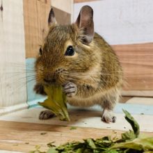 なれる予感！！デグーくん(ノーマル)入舎☆