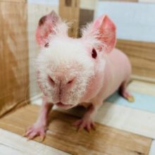 豚さん？！スキニーギニアピッグくん☆