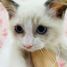 安心サイズ!!可愛い系のラグドールちゃん♡