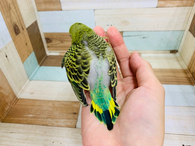 セキセイインコ