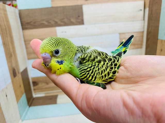 セキセイインコ