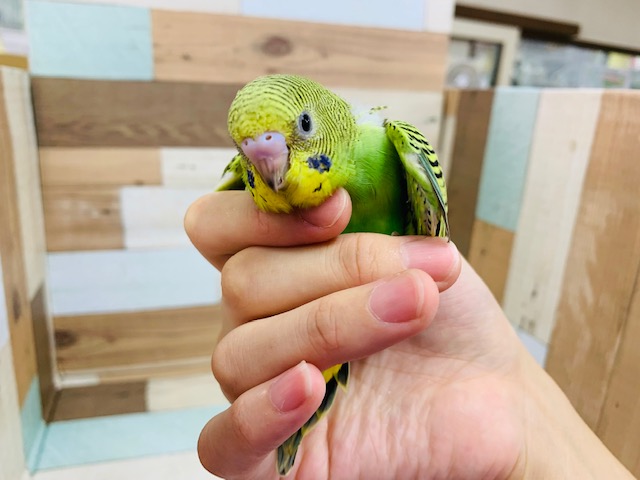 セキセイインコ