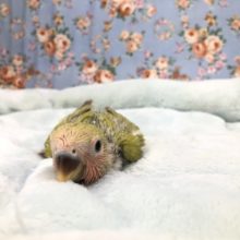 シナモンカラ～　　８／６撮影