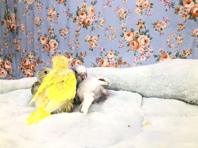 セキセイインコ