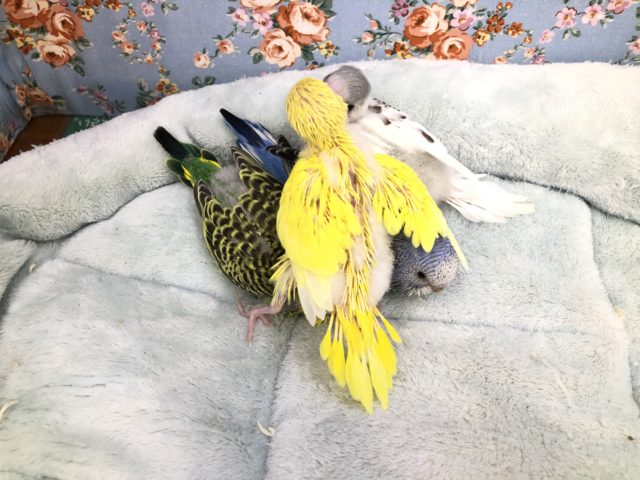 セキセイインコ