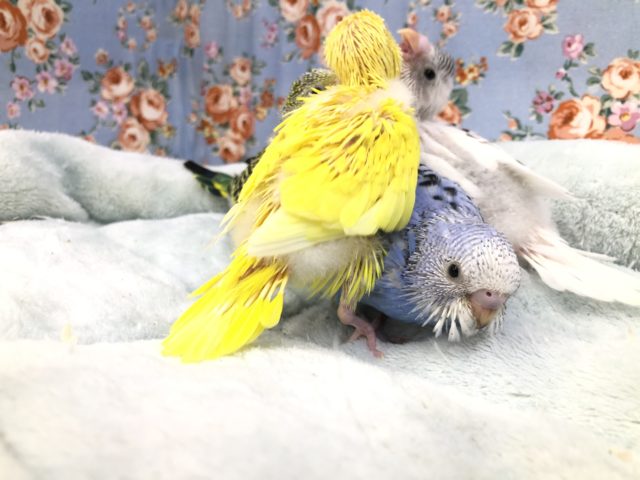 セキセイインコ