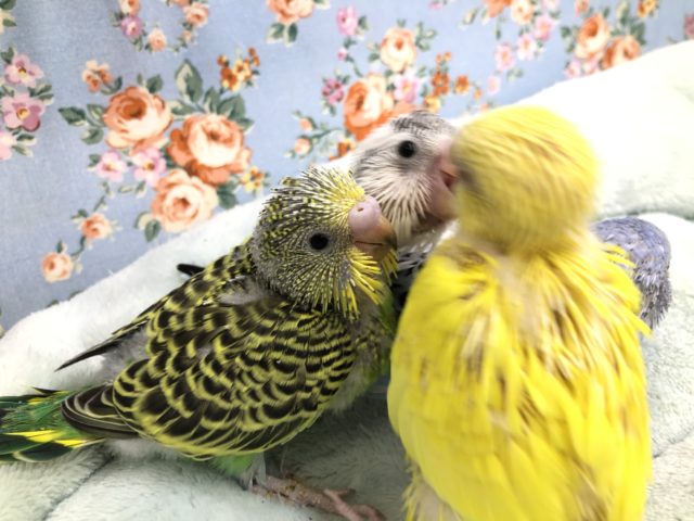 セキセイインコ