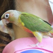 今がお迎え時★手乗りウロコインコちゃんです♬