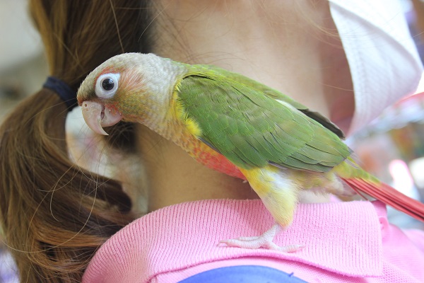 今がお迎え時★手乗りウロコインコちゃんです♬