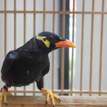 九官鳥　入舎！