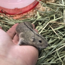 女の子もいますよ　ステップレミング　８／２５撮影