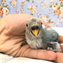 ブルーオパーリンのご紹介　８／３０撮影