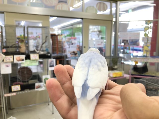 セキセイインコ