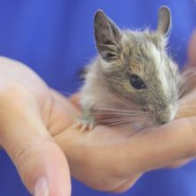 小柄で可愛いデグー パイドくん