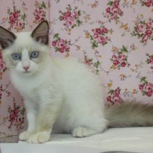 美しく凛々しいお姫様…♥ラグドールちゃん女のコ♀