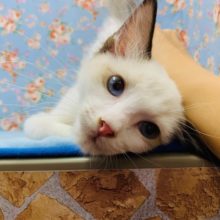 ゴロゴロしちゃいます♡ラグドールくん☆