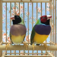 コキンチョウ（ノーマル）ペア　２０２０年５月生まれ