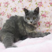 ぷっくりフェイスがたまらない☆ブリティッシュショートヘアー・女の子！