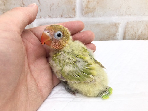 綿毛ふわふわ！ヤマブキボタンインコ