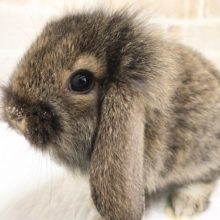 ボンバーヘッド！？なロップイヤーラビット！