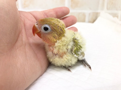 ヤマブキボタンインコ