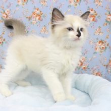 甘えんぼキング☆ラグドール・男の子！