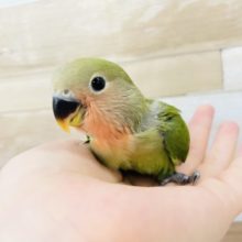 ラブバーーーーード♥️コザクラインコヒナ(ノーマル)