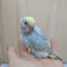 頭が黄色よ！セキセイさんレインボーヒナ来ましたよ〜