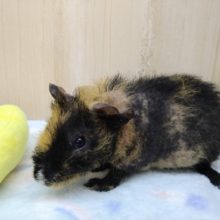 ちょっと変わったスキニーギニアピッグ！ウェアウルフさんいますよ〜