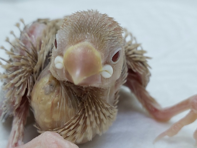 勝田台にも来ましたよその2！シナモン文鳥