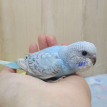 爽やかカラーのセキセイさん来ましたよ〜