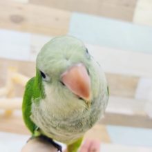 オキナインコのヒナ(ノーマル)！！入荷いたしました～♡