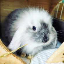 ロップイヤー(白黒)さん入荷いたしました～💓