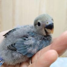グレーの綿毛に包まれてますよ〜小桜インコブルーチェリー来ました！