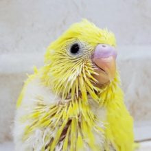 人気のダブルファクターセキセイ