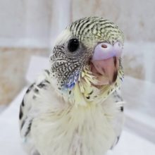 人気です、セキセイインコの4色ハルクィン