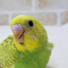 模様が特徴的！セキセイインコのスパングル