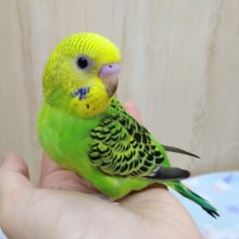 ナデナデ好きなセキセイ「ミドリちゃん」いますよ〜す