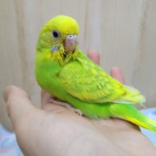 当店命名！若竹カラーのセキセイさん来ましたよ〜