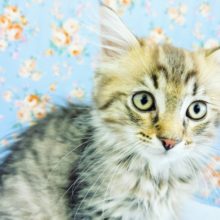 寂しがり屋で構ってちゃん！！サイベリアンの男の子入荷しました～♥️