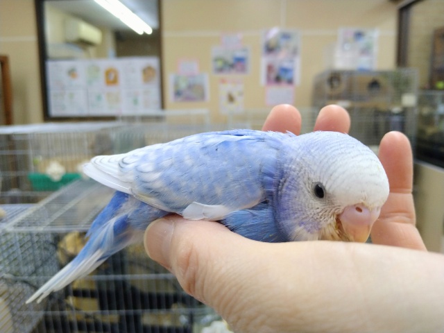 セキセイインコ