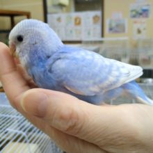 爽やかカラーのセキセイさん来ましたよ〜