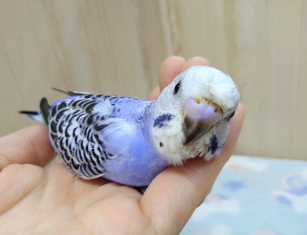 梵天セキセイインコ