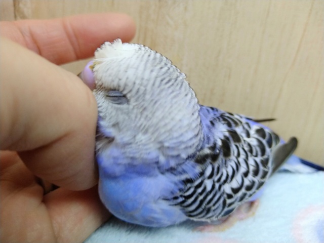 梵天セキセイインコ