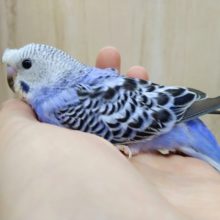 チャームポイントはトサカ！梵天セキセイさんいますよ〜