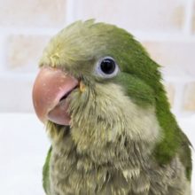 🍀元気いっぱい🍀 オキナインコ(ノーマル)