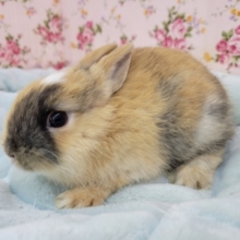 カワイイお顔のネザーランドドワーフさん☆