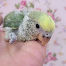 うっぶうぶのコザクラインコさん☆